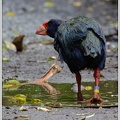 Takahe (Notornis) / Slipka takahe