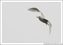 Racek šedý / Glaucous Gull
