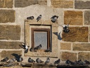 Holub domaci / Domestic Pigeon