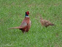 Bazant obecny / Common Pheasant