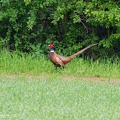 Bazant obecny / Common Pheasant