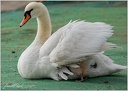 Labut velka / Mute swan