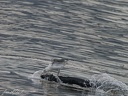 Racek belohlavy / Caspian gull