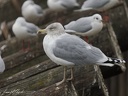 Racek stribrity / Herring Gull
