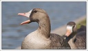 Husa belocela / White-fronted Goose