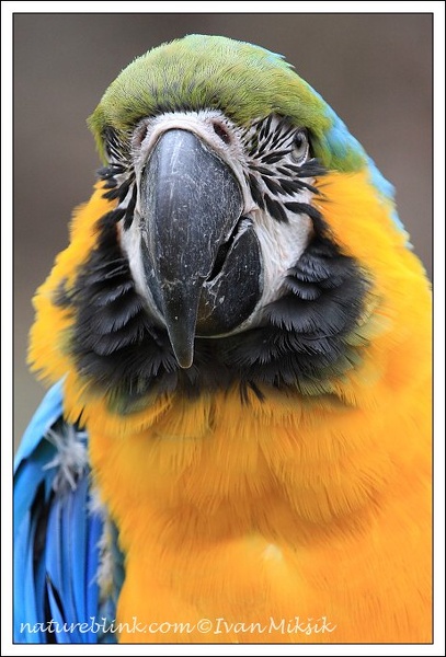 Ara ararauna / Blue and Gold Macaw