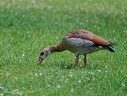 Husice nilska / Egyptian goose