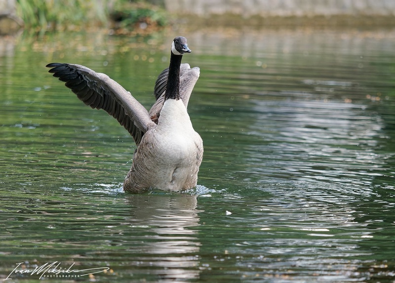 Cananda Goose / Berneska velka