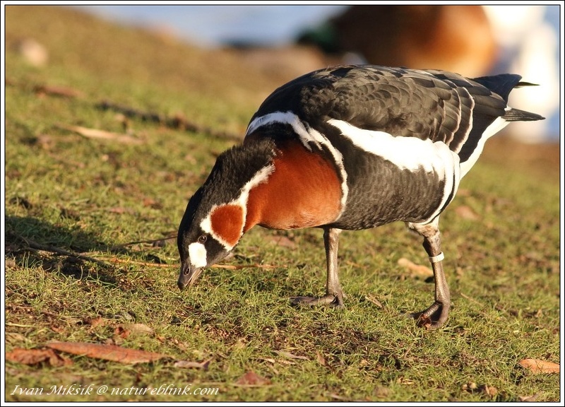 Berneska rudokrka / Red-breasted Goose