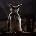V?r nep?lsk? / Forest Eagle Owl