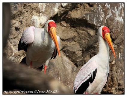 Nesyt africky / Yellow-billed stork