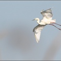 Volavka bila / Great White Egret
