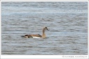 Egyptian Goose / Husice nilsk