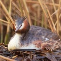 Great crested Grebe / Rohac velky