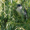Kvakos nocni / Black-crowned night heron