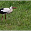 Cap bily / White stork