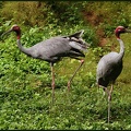 Jeř?b Antigonin / Sarus crane