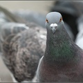 Domestic Pigeon / Holub dom?c
