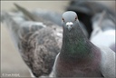 Domestic Pigeon / Holub dom?c