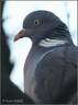 Holub h&#345;ivn?&#269; / Wood Pigeon
