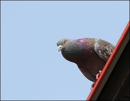 Holub dom?c? / Domestic Pigeon