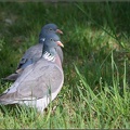 Holub h&#345;ivn?&#269; / Wood Pigeon