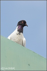 Holub dom?c? / Domestic Pigeon