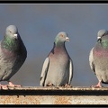 Holub dom?c? - Domestic Pigeon
