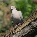 Hrdlička zahradn? / Collared Dove