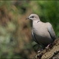 Hrdlička zahradn? / Collared Dove