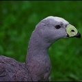 Husa ku&#345;? / Cape Barren Goose
