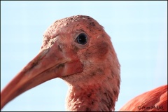Ibis rudy / Scarlet ibis