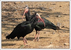 Ibis skalni / Northern Bald Ibis
