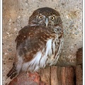 Kulisek nejmensi / Pygmy Owl
