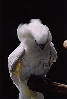 Kakadu b?l? / White Cockatoo