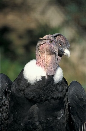Kondor andsk? (velk?; americk?) / Andean Condor
