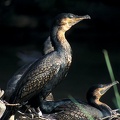 Kormorán velký / Cormorant