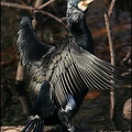 Kormorán velký / Cormorant