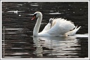 Labut velká / Mute Swan