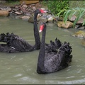 Labuť čern? / Black Swan