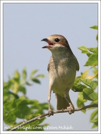 Tuhyk obecny / Red-backed Shrike