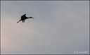 Cap cerny / Black Stork