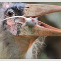 Marabu africký / Marabou Stork