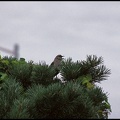 Drozd mnohohlasy / Northern Mockingbird