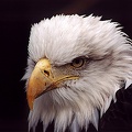 Orel belohlavy / Bald Eagle