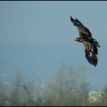 Orel stepn? / Steppe Eagle