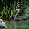 Pelikán hnedý / Brown Pelican