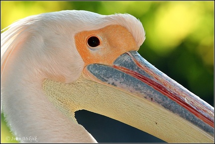 Pelikán bílý / White Pelican