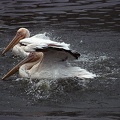 Pelikán bílý / White Pelican