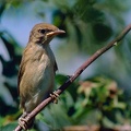 Penice slavikova / Garden Warbler